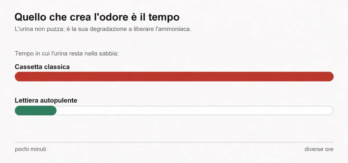 Schema a due barre che confronta il tempo in cui l’urina resta nella sabbia: una barra lunga per una cassetta classica, una barra molto corta per una lettiera autopulente